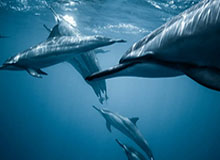 乐鱼官方：全新娱乐体验的信赖之选，开启你的高质感日常